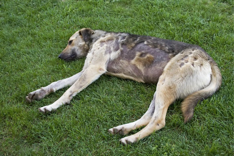 Common Signs a Dog is Dying