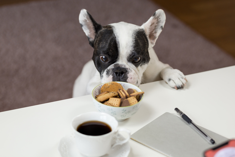Foods For Dogs To Gain Weight