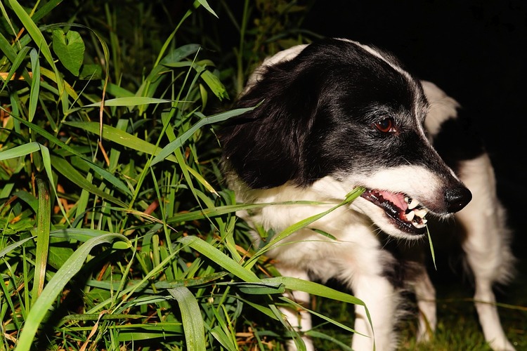4 Reasons Why Dogs Eat Grass