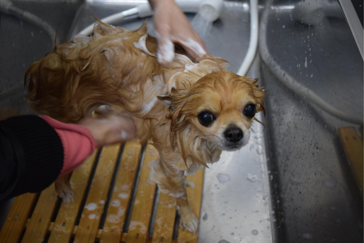 Best Flea Shampoos for Dogs