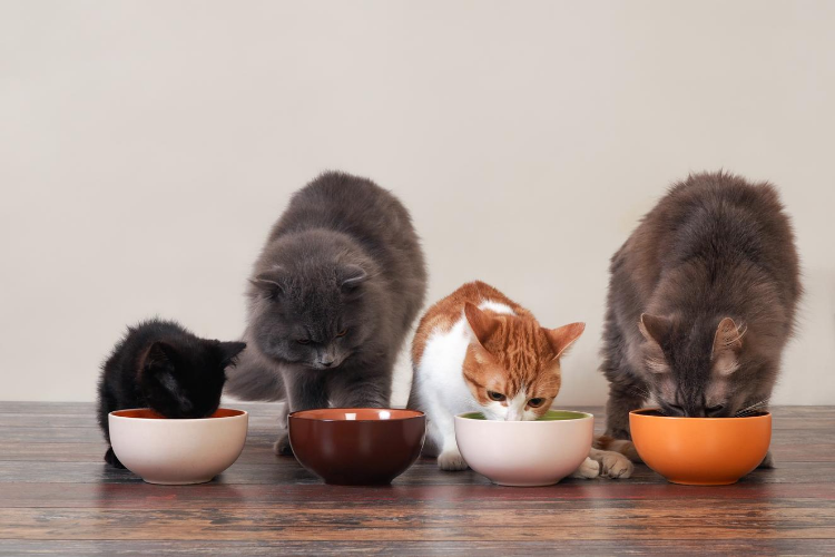 Best Foods for Cats With Sensitive Stomachs