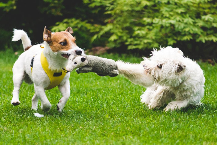 Best Tug Toys for Dogs