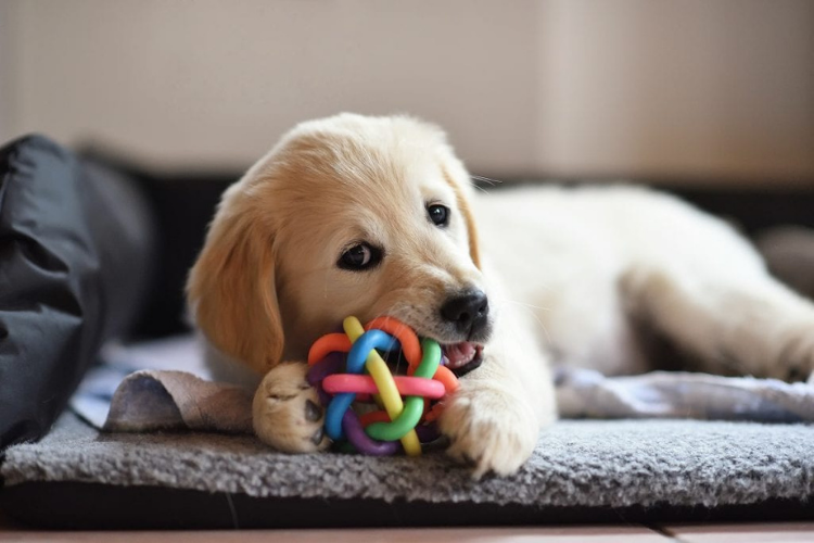 Best Dog Toys for Aggressive Chewers