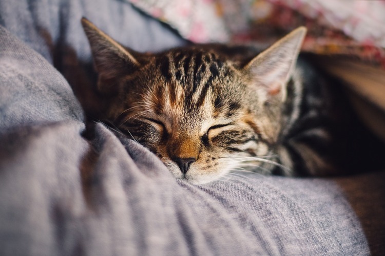 How to Tell if Your cat Has a Fever