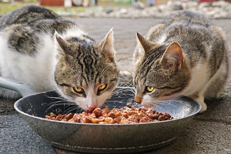 can cats eat dog food?