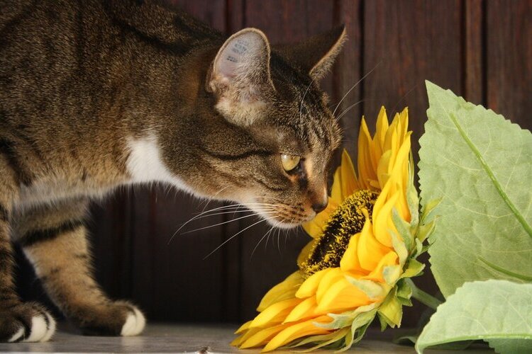 plants poisonous to cats